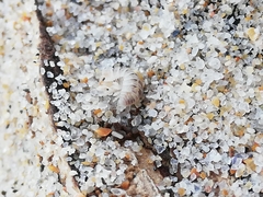 Armadillidium album