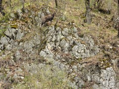 Rupicapra rupicapra balcanica