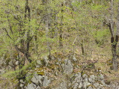 Rupicapra rupicapra balcanica