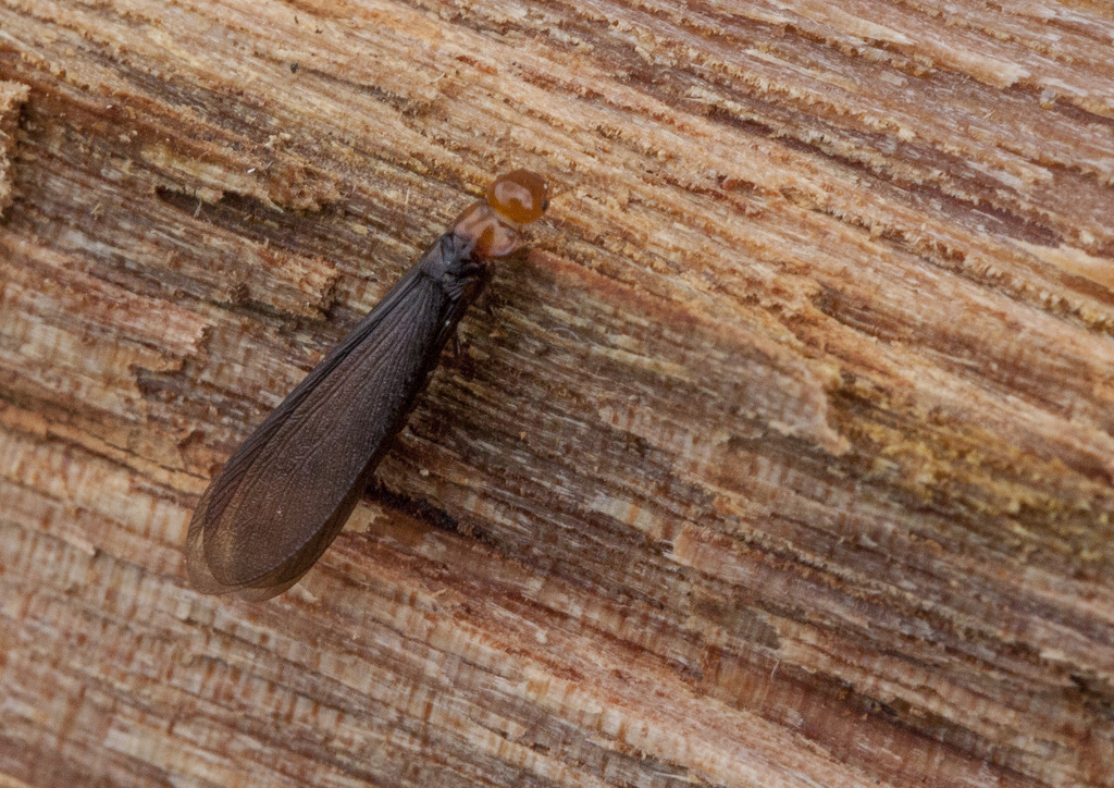 Kalotermes rufinotum