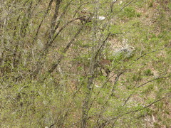 Rupicapra rupicapra balcanica
