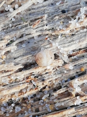 Armadillidium album