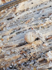 Armadillidium album