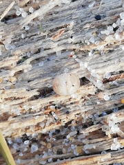 Armadillidium album
