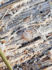 Armadillidium album
