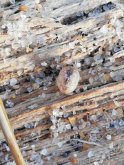 Armadillidium album