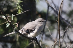 Mimus polyglottos
