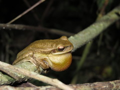 Boana prasina