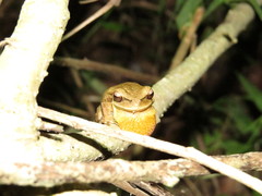 Boana prasina