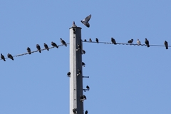 Columba livia domestica