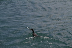 Phalacrocorax carbo