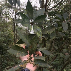 Actinodaphne mushaensis