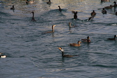 Phalacrocorax carbo