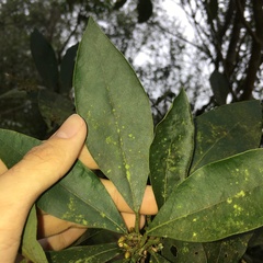 Actinodaphne mushaensis