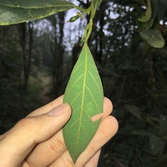 Actinodaphne mushaensis
