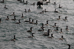 Phalacrocorax carbo