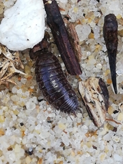 Porcellio dispar