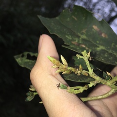 Actinodaphne mushaensis