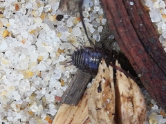 Porcellio dispar