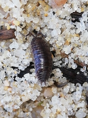 Porcellio dispar