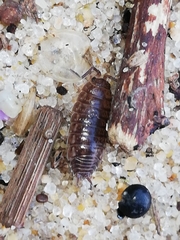 Porcellio dispar