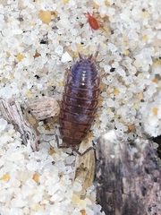 Porcellio dispar