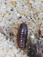 Porcellio dispar