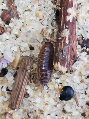 Porcellio dispar