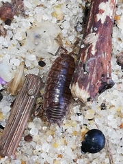 Porcellio dispar