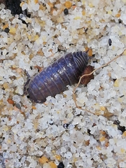 Porcellio dispar