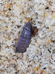 Porcellio dispar