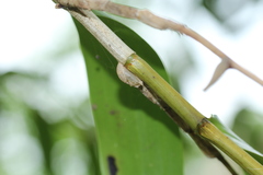 Hypolycaena othona