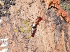 Diagrypnodes wakefieldi