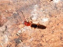 Diagrypnodes wakefieldi