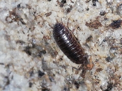 Porcellio dispar
