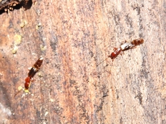 Diagrypnodes wakefieldi