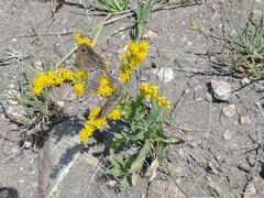 Zabuella tenellus