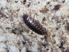 Porcellio dispar
