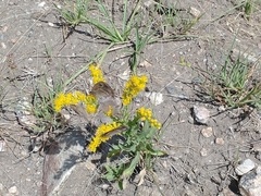 Zabuella tenellus