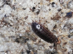 Porcellio dispar