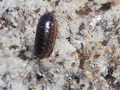 Porcellio dispar