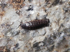 Porcellio dispar