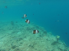 Hemitaurichthys zoster