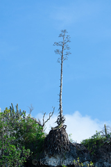 Agave caymanensis