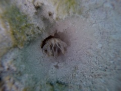 Lysiosquillina maculata