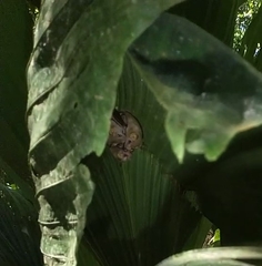 Mesophylla macconnelli