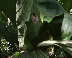 Mesophylla macconnelli