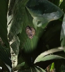 Mesophylla macconnelli