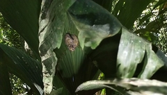 Mesophylla macconnelli