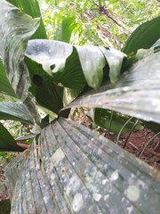 Mesophylla macconnelli